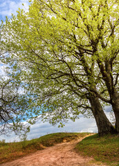 Tree with green leaves is on a hill