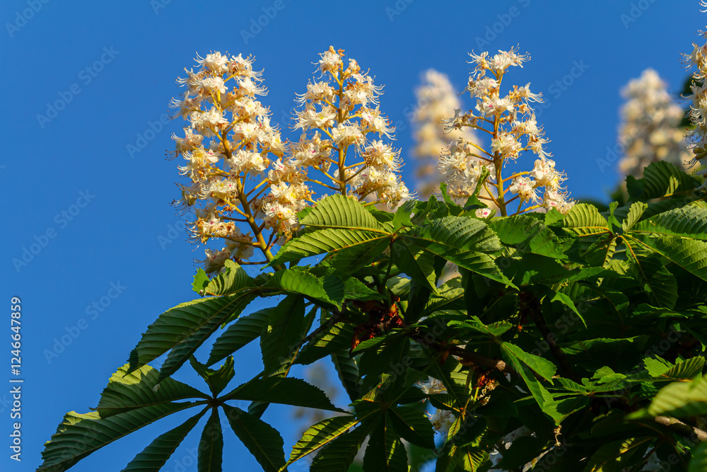 Aufkleber aesculus hippocastanum is a large tree. its inflorescences are a source of nectar for bees and insec