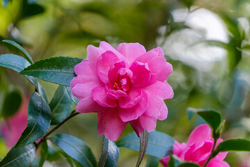 深みのあるピンクが美しい椿の花