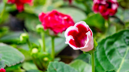 Sinningia speciosa (Gloksinia, Brazilian gloxinia). Sinningia speciosa, sometimes known in the horticultural trade as gloxinia
