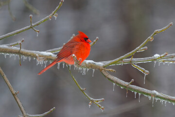 Northern Cardinal Perched on Ice-Covered Branch in Winter.tiff