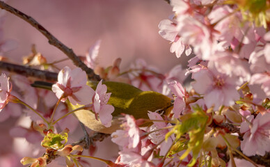 桜の花びらの中のメジロ