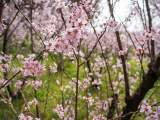花園のピンクに桜