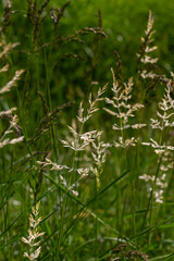 Calamagrostis arundinacea is a species of bunch grass in the family Poaceae, native to Eurasia, China and India. closeup of weeds of tropical mountains. Wild grass wallpaper. Weeds. nature grass