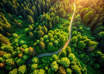 Aerial View of Forest Path, Lush Green Canopy, Winding Trail, Nature Escape, Summer Hiking