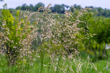 Calamagrostis arundinacea is a species of bunch grass in the family Poaceae, native to Eurasia,...