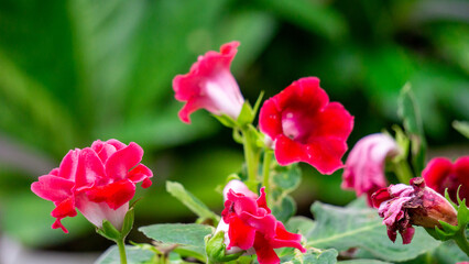 Sinningia speciosa (Gloksinia, Brazilian gloxinia). Sinningia speciosa, sometimes known in the horticultural trade as gloxinia