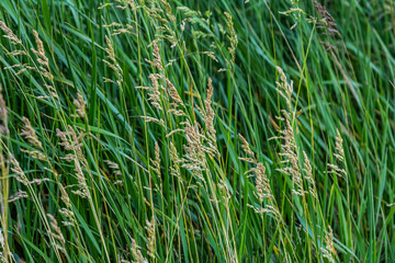 Poa trivialis rough bluegrass, rough-stalked meadow-grass or rough meadow-grass, is perennial plant regarded in US as ornamental plant. It is part of grass family