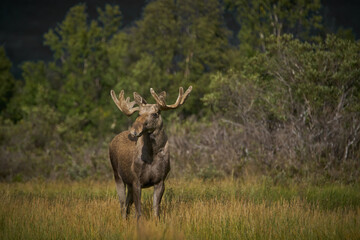 Moose in autum