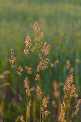 Naklejka premium Plant Dactylis against green grass. In the meadow blooms valuable fodder grass Dactylis glomerata.Dactylis glomerata, also known as cock's foot, orchard grass, or cat grass