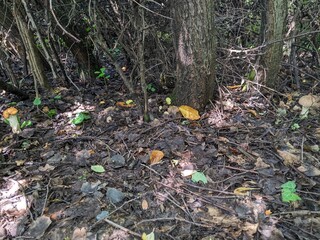 Two mushrooms, Leccinum albostipitatum and Leccinum duriusculum, coexist in a deciduous forest