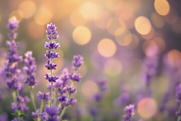 Obraz premium Lavender Field at Sunset