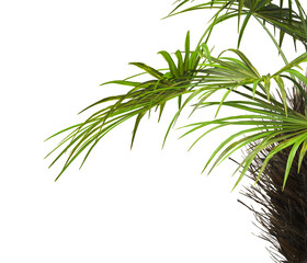 Obraz premium corner palm Tree branch isolated on white background. also known as the Rhapidophyllum hystrix, European fan palm, Phoenix roebelenii, dwarf date palm, pygmy date palm, robellini palm, needle palm.