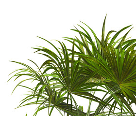 corner palm Tree branch isolated on white background. also known as the Rhapidophyllum hystrix, European fan palm, Phoenix roebelenii, dwarf date palm, pygmy date palm, robellini palm, needle palm.