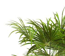 corner palm Tree branch isolated on white background. also known as the Rhapidophyllum hystrix, European fan palm, Phoenix roebelenii, dwarf date palm, pygmy date palm, robellini palm, needle palm.