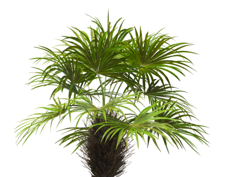 palm Tree isolated on white background. also known as the Rhapidophyllum hystrix, European fan palm, Phoenix roebelenii, dwarf date palm, pygmy date palm, robellini palm, Chusan palm, needle palm.