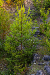 Small pine tree. small green spruce grows on a stone against the background of the forest. coniferous plants germinate in unfavorable conditions