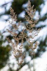 Calamagrostis arundinacea is a species of bunch grass in the family Poaceae, native to Eurasia,...