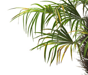 corner palm Tree branch isolated on white background. also known as the Rhapidophyllum hystrix, European fan palm, Phoenix roebelenii, dwarf date palm, pygmy date palm, robellini palm, needle palm.