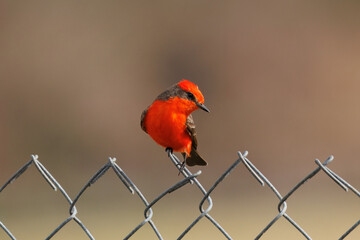 Vermillion Flycatcher perched on chain link fence