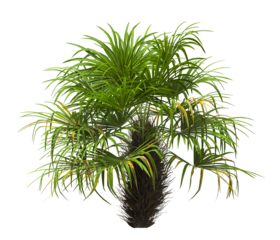palm Tree isolated on white background. also known as the Rhapidophyllum hystrix, European fan palm, Phoenix roebelenii, dwarf date palm, pygmy date palm, robellini palm, Chusan palm, needle palm.