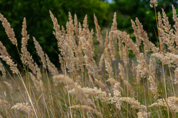 Inflorescence of wood small-reed Calamagrostis epigejos on a meadow