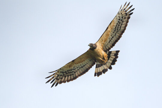 Oriental Honey-Buzzard ssp. orientalis, Intermediate Morph, Adult Male with thick and dark/white tail, Soaring pass Khao Dinsor, Chumphon Thailand.