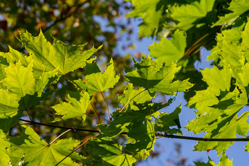 Close up of Acer platanoides, Norway maple, with sunlit new leaves on dark background. Image with selective focus and shallow depth of field