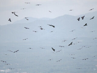 Flock of Black Baza, start circulating to catch hot air current at Khao Dinsor, Chumphon Thailand.
