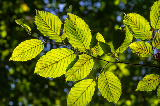 Selective focus of Ulmus pumila celer leaves, European hornbeam or carpinus betulus in the garden, Small leafed plant which forms a dense hedge, Green leaf pattern with sunlight, Nature background