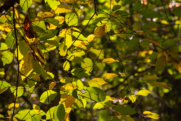 sunlit autumn leaves, colorful fall, colorful hornbeam leafs, carpinus