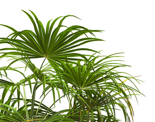 corner palm Tree branch isolated on white background. also known as the Rhapidophyllum hystrix, European fan palm, Phoenix roebelenii, dwarf date palm, pygmy date palm, robellini palm, needle palm.