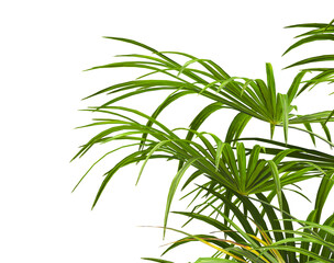 Obraz premium corner palm Tree branch isolated on white background. also known as the Rhapidophyllum hystrix, European fan palm, Phoenix roebelenii, dwarf date palm, pygmy date palm, robellini palm, needle palm.