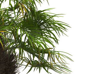 corner palm Tree branch isolated on white background. also known as the Rhapidophyllum hystrix, European fan palm, Phoenix roebelenii, dwarf date palm, pygmy date palm, robellini palm, needle palm.