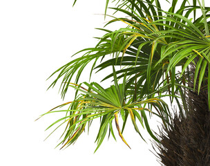 corner palm Tree branch isolated on white background. also known as the Rhapidophyllum hystrix, European fan palm, Phoenix roebelenii, dwarf date palm, pygmy date palm, robellini palm, needle palm.