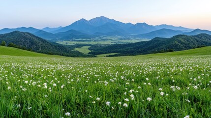 Mountain meadow sunrise, daisy field, valley view, nature panorama, travel poster