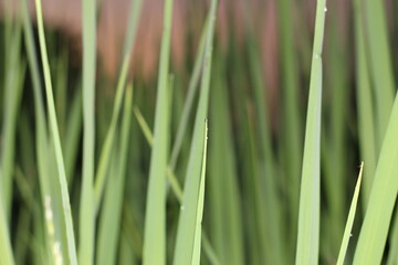 green grass background