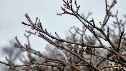 closeup branches of a  brown bare winter tree covered in a layer of ice with white cloudy sky in the background