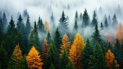 Fototapeta premium Misty forest with vibrant autumn foliage