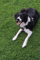 can, cachorro, animal doméstico, canino,canine, pup, pooch, hound, pet. Breed: lineage, variety, strain, species, stock. Walk: stroll, promenade, outing, hike, ramble. Trip: escape, adventure, journe 