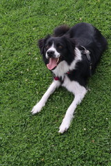 can, cachorro, animal doméstico, canino,canine, pup, pooch, hound, pet. Breed: lineage, variety, strain, species, stock. Walk: stroll, promenade, outing, hike, ramble. Trip: escape, adventure, journe 