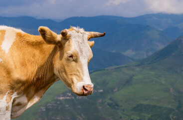 Cows in the high plains