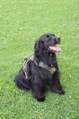 can, cachorro, animal doméstico, canino,canine, pup, pooch, hound, pet. Breed: lineage, variety, strain, species, stock. Walk: stroll, promenade, outing, hike, ramble. Trip: escape, adventure, journe 