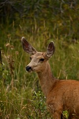 deer in the woods