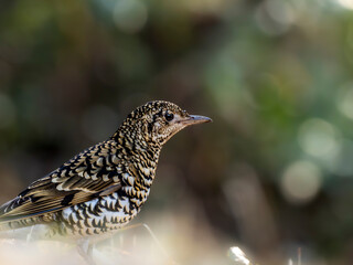 森の中で地面に降りてエサを探しているトラツグミ