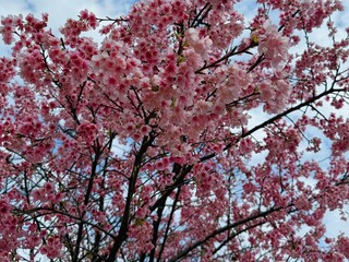 A full-frame cherry blossom tree against a blue sky during the daytime P. transarisanensis