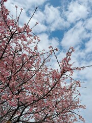 A half-frame cherry blossom tree against a blue sky during the daytime
