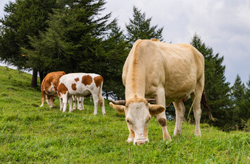 Cows in the high plains