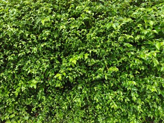 the shaved plant grows so well that it looks like a wall