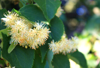 A flowering linden is the scent of summer